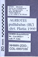 Etiketten zu Agriotes pallidulus (NHMW-ZOO-COL-0007330)